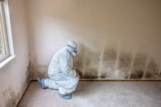 Best Black Mold Removal  in Point Baker, FL